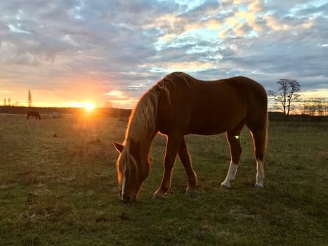 A horse peacefully eating in the sunset