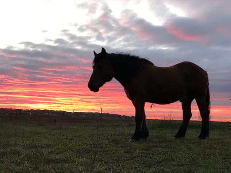 Horse in the sunset