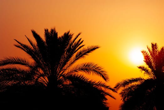 Date palm tree silhouette at beautiful sunset in Dubai, UAE. Palms, orange sky and sun on persian gulf beach. Middle east hoiday travel background design.