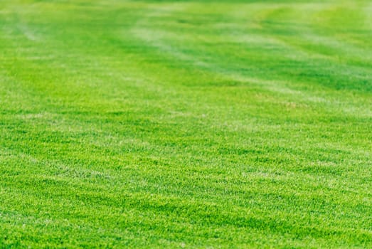 Perfect mowed green grass lawn background. Golf course playground in Dubai. Cut grass filed texture.