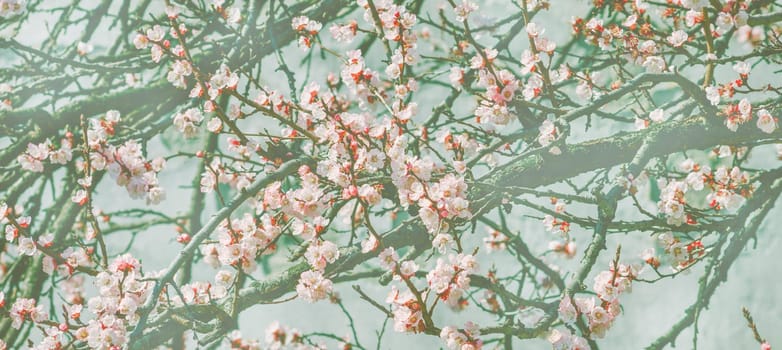 Wallpaper with cherry blossom branch in japanese garden in springtime. Vintage pink and blue floral creative art background design. Orchard tree flowers in spring artwork.