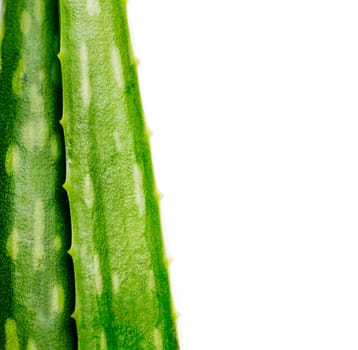 Closeup of aloe vera plant isolated over white background. Organic herbal ingredient for alternative medicine and skin and hair treatment beauty product.