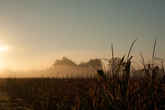Dorn in green corn field.