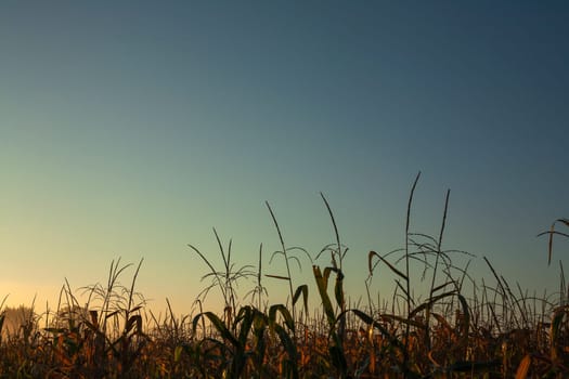 Dorn in green corn field.