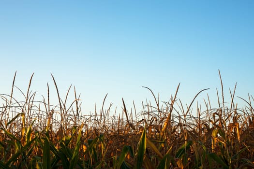 Top of the green corn field.