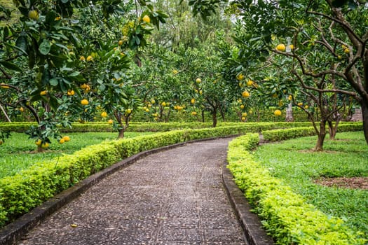 Beautiful garden with pomelo trees in the center of Hanoi, Vietnam