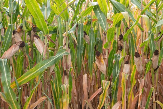Green corn field.