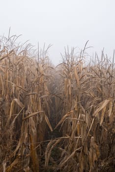 Yellow corn field.