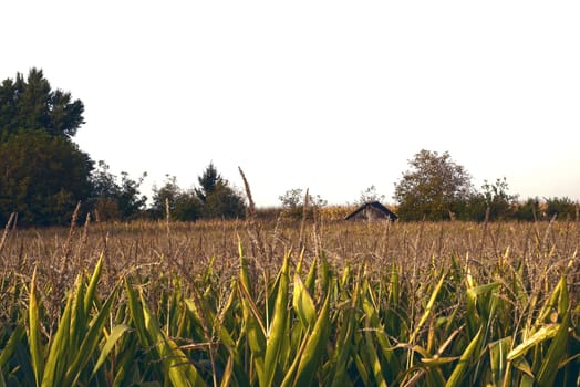 Top of the green corn field.