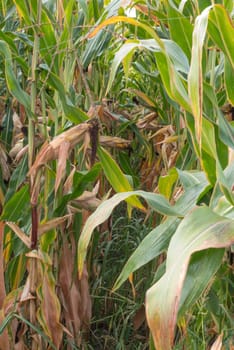 Green corn field.