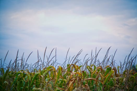 Top of the green corn field.