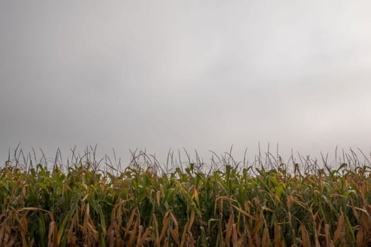 Top of the green corn field.