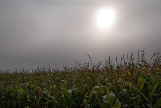 Top of the green corn field.