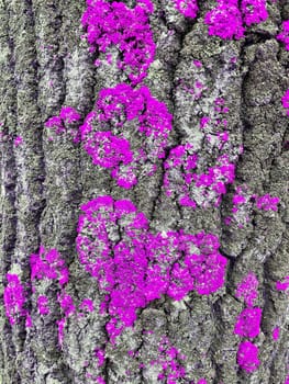 on the bark of the tree, moss grows in the form of a heart