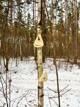 a piece of white bread on a tree branch for birds
