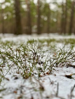 landscape a green shrub grows in a winter forest