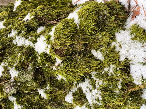 landscape in a winter forest, green moss on a tree trunk