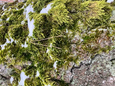iin winter there is a pine log house in the forest covered with green moss and snow