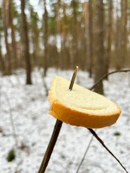 a piece of white bread on a tree branch for birds