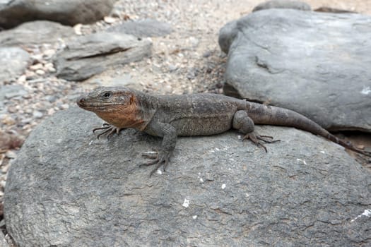 Gran-Canaria-Rieseneidechse (Gallotia stehlini), Gran Canaria, Spanien, Maspalomas