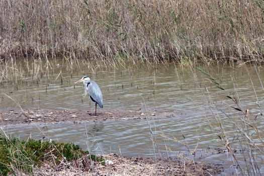 Graureiher oder Fischreiher (Ardea cinerea) im Vogelschutzgebiet Charco de Masplomas, Gran Canaria, Spanien, Maspalomas
