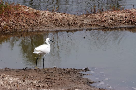 Seidenreiher (Egretta garzetta) im Vogelschutzgebiet Charco de Maspalomas, Gran Canaria, Spanien, Maspalomas