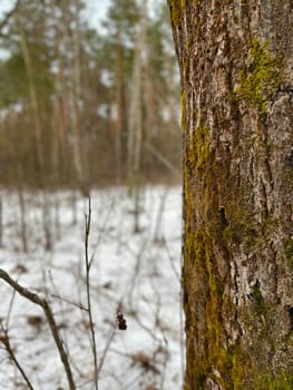 landscape in a winter forest - pine tree with green moss