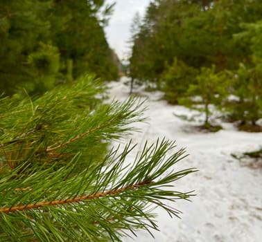pine tree branch in the snow - winter landscape