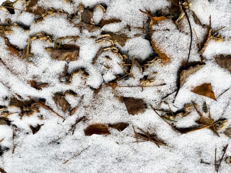 winter walk through the pine forest - last year's leaves under the snow