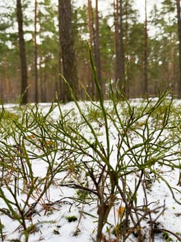 landscape a green shrub grows in a winter forest