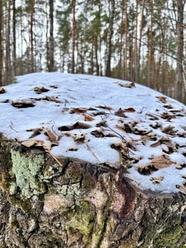 iin winter there is a pine log house in the forest covered with green moss and snow