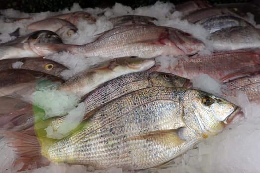 frische Speisefische in der Auslage eines Fischrestaurants, Gran Canaria, Spanien, Maspalomas