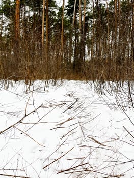 winter landscape in a pine forest path through the bushes