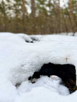 a walk through a coniferous forest - a snowdrift in a pine forest