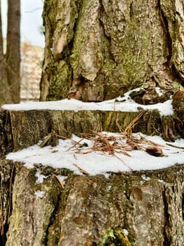 iin winter there is a pine log house in the forest covered with green moss and snow