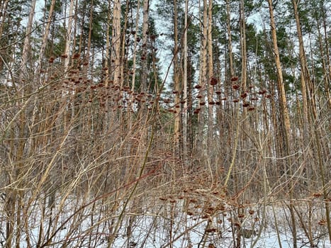 in the winter forest, berries on bushes are food for non-migratory birds