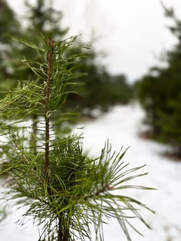 pine tree branch in the snow - winter landscape