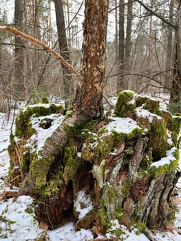in winter, there is a pine tree with roots in the forest, covered with green moss and snow