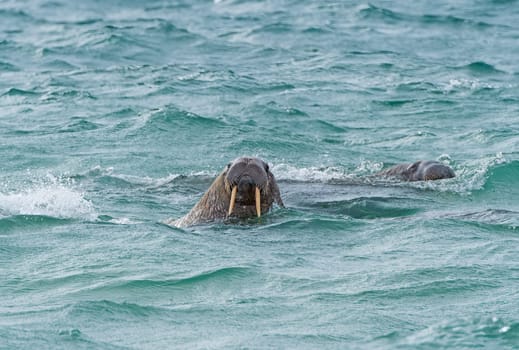 A Pair of Walrus Patrolling the Arctic Coast in the Svalbard Islands