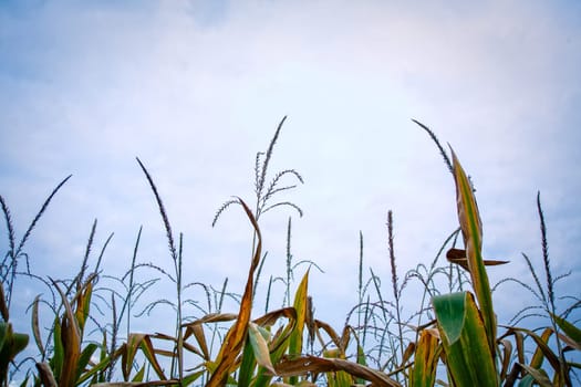 Top of the green corn field.