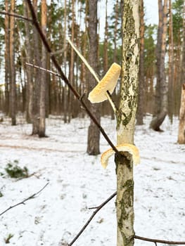 a piece of white bread on a tree branch for birds