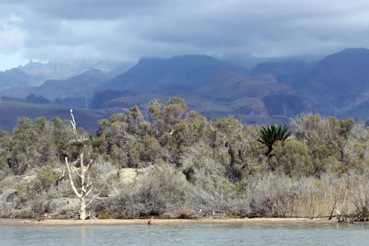 Vogelschutzgebiet Charco de Maspalomas, Gran Canaria, Spanien, Maspalomas