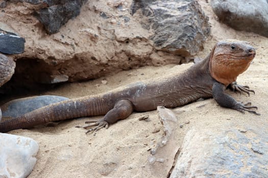 Gran-Canaria-Rieseneidechse (Gallotia stehlini), Gran Canaria, Spanien, Maspalomas