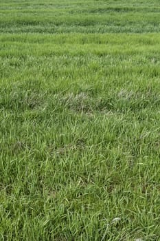 Soccer field detail, competition and rivalry, elite sport