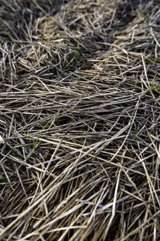 Detail of dry wheat straw in the field, food for farm animals