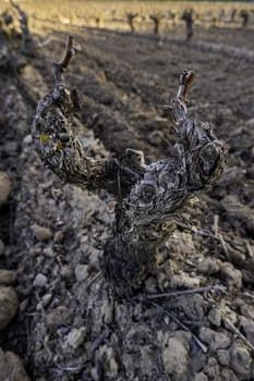 Old vineyard for the wine, fruit and alcoholic beverage industry