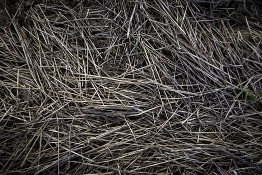 Detail of dry wheat straw in the field, food for farm animals