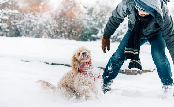 Snowball fight fun with pet and his owner in the snow. Winter holiday emotion. Cute puddle dog and man playing and running in the forest. Film filter image.