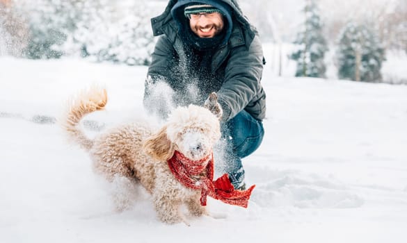 Snowball fight fun with pet and his owner in the snow. Winter holiday emotion. Cute puddle dog and man playing and running in the forest. Film filter image.