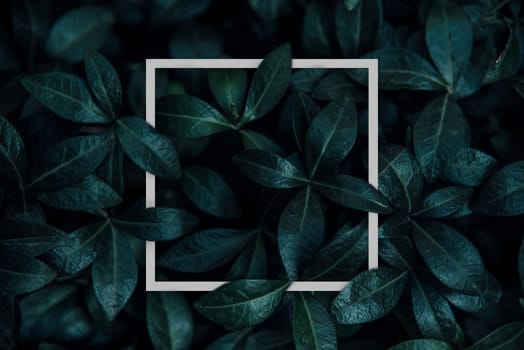 Natural green plant pattern background with white square frame post. Dark nature layout design top view. Moody photo filter.